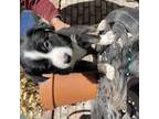 Border Collie Puppy for sale in Loveland, CO, USA
