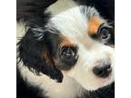 Cavalier King Charles Spaniel Puppy for sale in Eagle Point, OR, USA