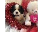 Cavalier King Charles Spaniel Puppy for sale in Eagle Point, OR, USA