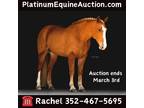 Family Safe, Fox Hunter, Trail Horse, Online Auction! Go to