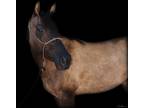 Rare 5 yo Grullo Foundation Quarter Horse Mare Double Registered