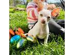 Chihuahua Puppy for sale in Corning, CA, USA