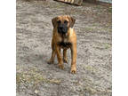 Boerboel Puppy for sale in Deltona, FL, USA