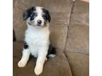 Australian Shepherd Puppy for sale in Flemingsburg, KY, USA