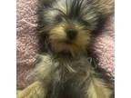 Yorkshire Terrier Puppy for sale in Brockton, MA, USA