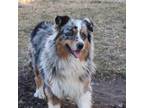 Australian Shepherd Puppy for sale in Browerville, MN, USA