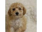 Poodle (Toy) Puppy for sale in Galena, MO, USA