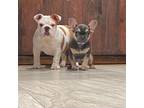 French Bulldog Puppy for sale in Wolf Creek, OR, USA