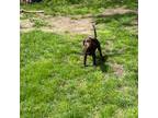 Labrador Retriever Puppy for sale in Glencoe, MN, USA