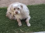 Huey, Terrier (unknown Type, Small) For Adoption In Tucson, Arizona