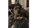 Iris, American Pit Bull Terrier For Adoption In Justin, Texas