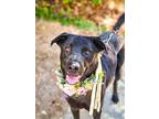 Penny, Labrador Retriever For Adoption In Anza, California