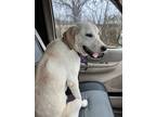 Ally, Labrador Retriever For Adoption In Justin, Texas