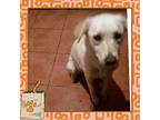 Marisol - Adopted!, Labrador Retriever For Adoption In San Diego, California