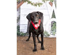 Cupcake, Labrador Retriever For Adoption In Justin, Texas