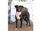 Dezzie, Labrador Retriever For Adoption In Justin, Texas