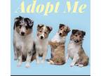 Sheltie Puppy, Sheltie, Shetland Sheepdog For Adoption In Virginia Beach