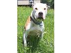 Buddy, American Pit Bull Terrier For Adoption In Oak Ridge, Tennessee