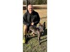 Thomas Aka The Professor, American Pit Bull Terrier For Adoption In Media