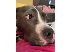 Ky Ky, American Pit Bull Terrier For Adoption In Florissant, Missouri