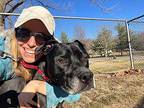 Kogi, Labrador Retriever For Adoption In Florissant, Missouri