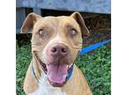 Tigger, American Staffordshire Terrier For Adoption In Valley Spring, Texas