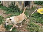 Butters, Jack Russell Terrier For Adoption In Justin, Texas