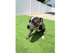 King, American Staffordshire Terrier For Adoption In Dallas, Texas