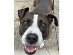 Pascal Clayton, American Staffordshire Terrier For Adoption In Rockaway