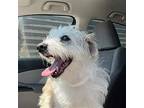 Wyatt, Terrier (unknown Type, Medium) For Adoption In Tucson, Arizona