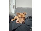 Rusty Lizman, American Pit Bull Terrier For Adoption In Rockaway, New Jersey