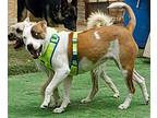 Nena :) Training Credit $100, Bull Terrier For Adoption In San Diego, California