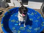 Huck Bailey, Labrador Retriever For Adoption In Rockaway, New Jersey