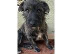 Chiquilin - Little Shorty Boy:, Border Terrier For Adoption In San Diego