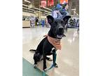 Mavi Lizman, Labrador Retriever For Adoption In Rockaway, New Jersey