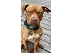 Baxter, American Pit Bull Terrier For Adoption In Media, Pennsylvania