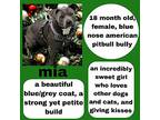 Mia, American Pit Bull Terrier For Adoption In San Diego, California