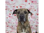 Blake - Courtesy Post, American Pit Bull Terrier For Adoption In Fairlawn, Ohio
