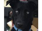 Anthony Blue, Labrador Retriever For Adoption In San Diego, California