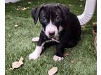 Dash - "adopted", Labrador Retriever For Adoption In San Diego, California