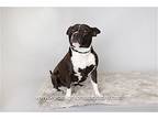 Veruska, American Staffordshire Terrier For Adoption In Evergreen, Colorado