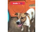 Anelle, American Pit Bull Terrier For Adoption In Justin, Texas