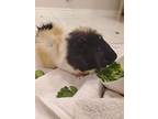 Reins, Guinea Pig For Adoption In Villa Park, Illinois