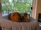 Sunny & Squirrel, Guinea Pig For Adoption In Villa Park, Illinois