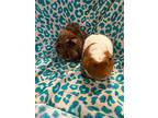 Seth & George, Guinea Pig For Adoption In Villa Park, Illinois