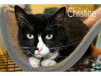 Christine, Domestic Shorthair For Adoption In Wichita Falls, Texas