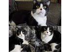 Oliver, Domestic Shorthair For Adoption In Wichita Falls, Texas
