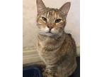 Lucy, Domestic Shorthair For Adoption In Wichita Falls, Texas