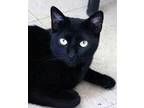 Keoto, Domestic Shorthair For Adoption In Camden, Tennessee
