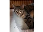 Pickle, Domestic Shorthair For Adoption In Camden, Tennessee